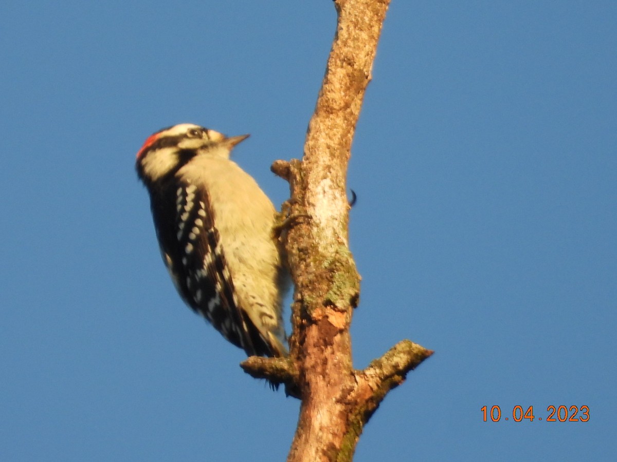 Downy Woodpecker - ML617771825