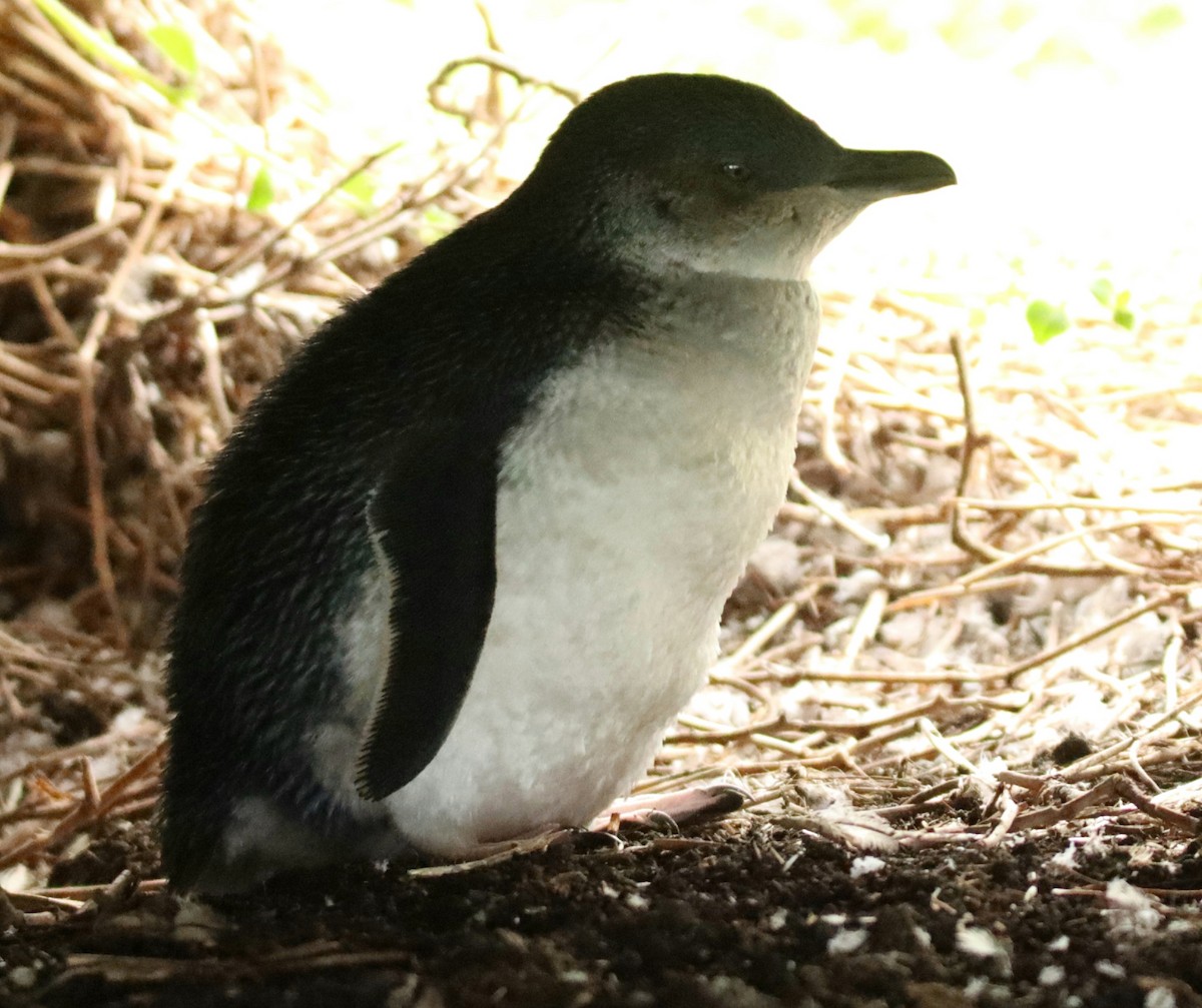 Пінгвін малий - ML617771887