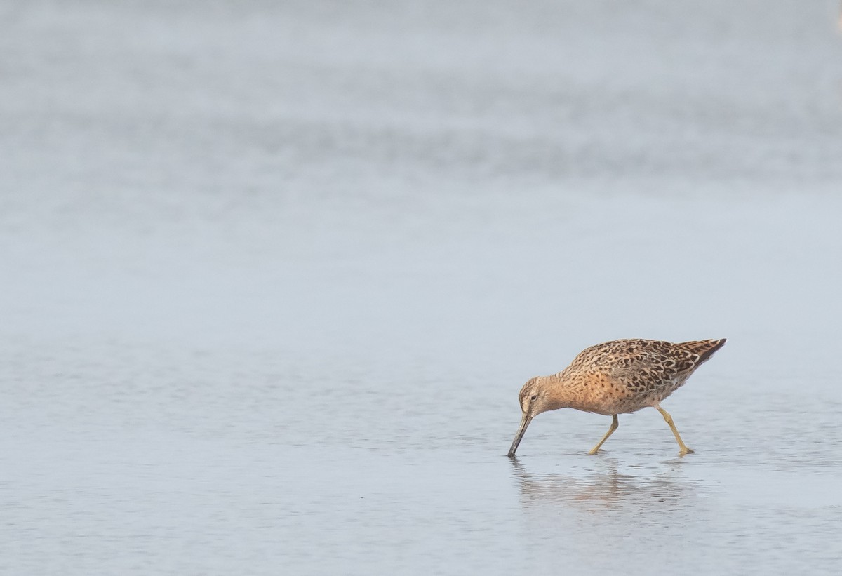 Short-billed Dowitcher - ML617771900