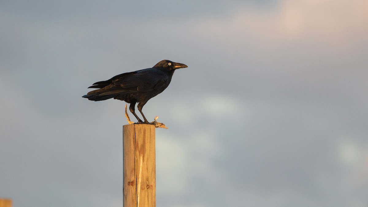 Australian Raven - ML617771922