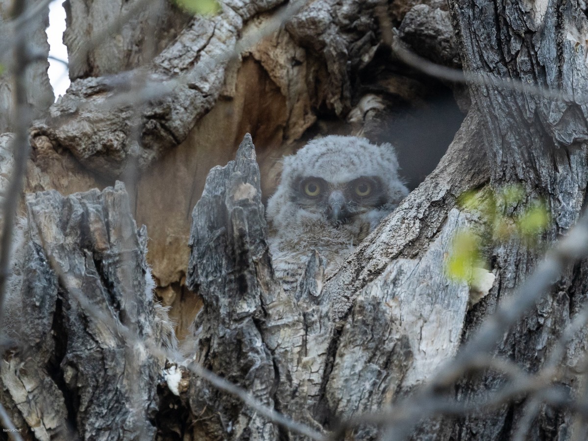 Great Horned Owl - ML617771979