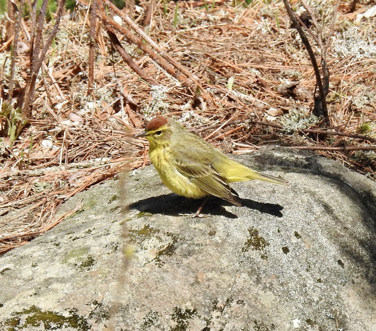 Palm Warbler - Pamela Bruno