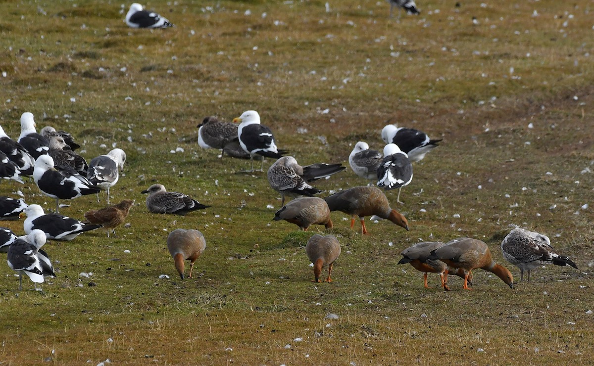 Ruddy-headed Goose - ML617772016