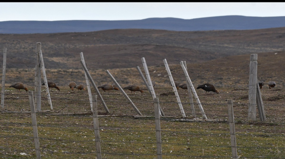 Cauquén Colorado - ML617772045