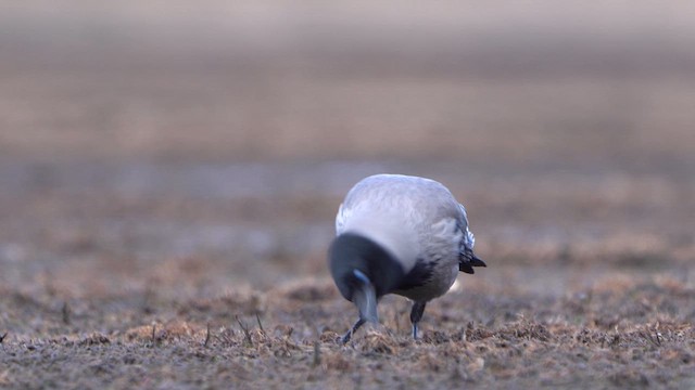 Hooded Crow - ML617772070