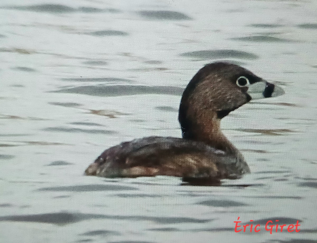 Pied-billed Grebe - Éric giret