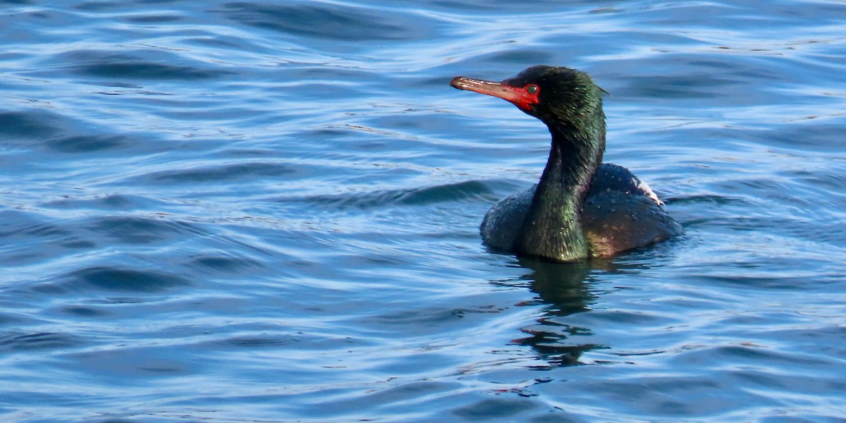 Cormorán Pelágico - ML617772094