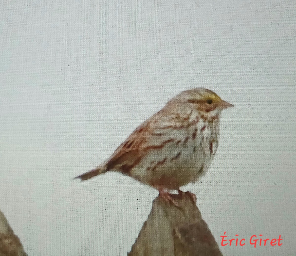 Savannah Sparrow - Éric giret