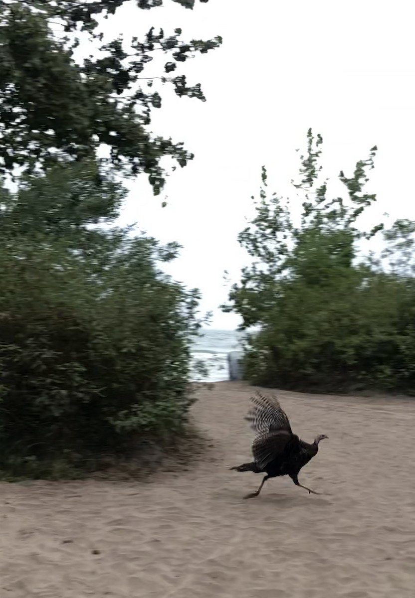 Wild Turkey - ML617772105