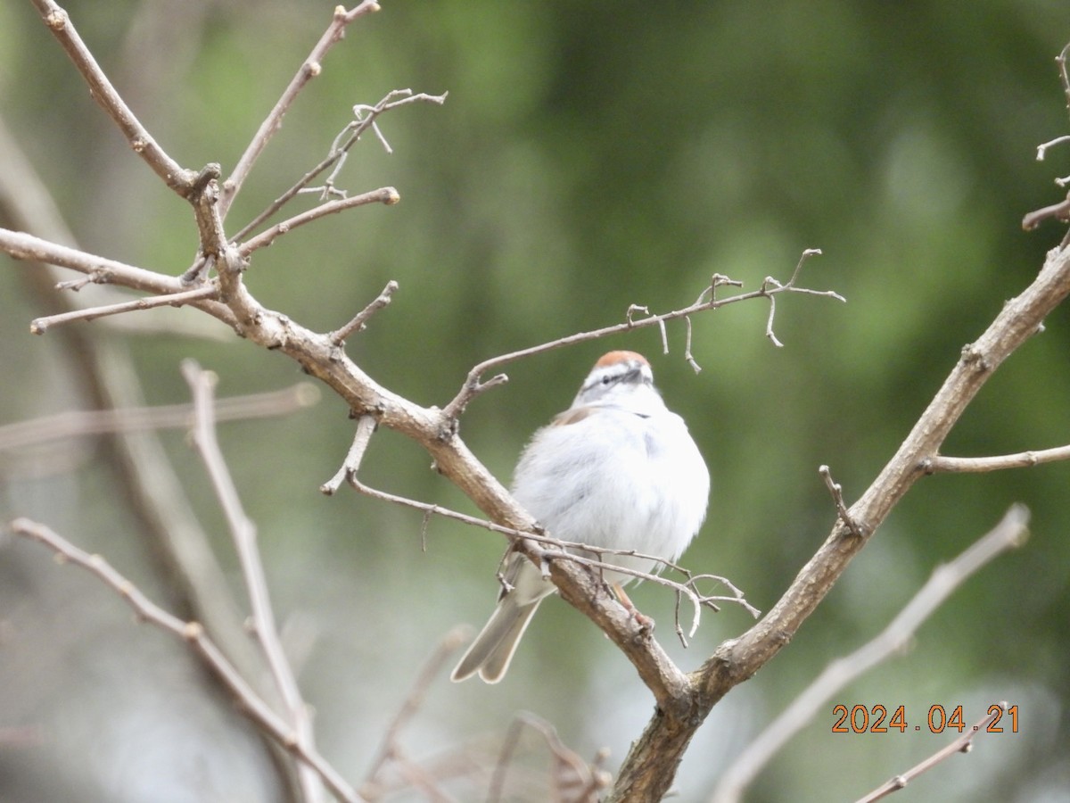 Chipping Sparrow - ML617772114