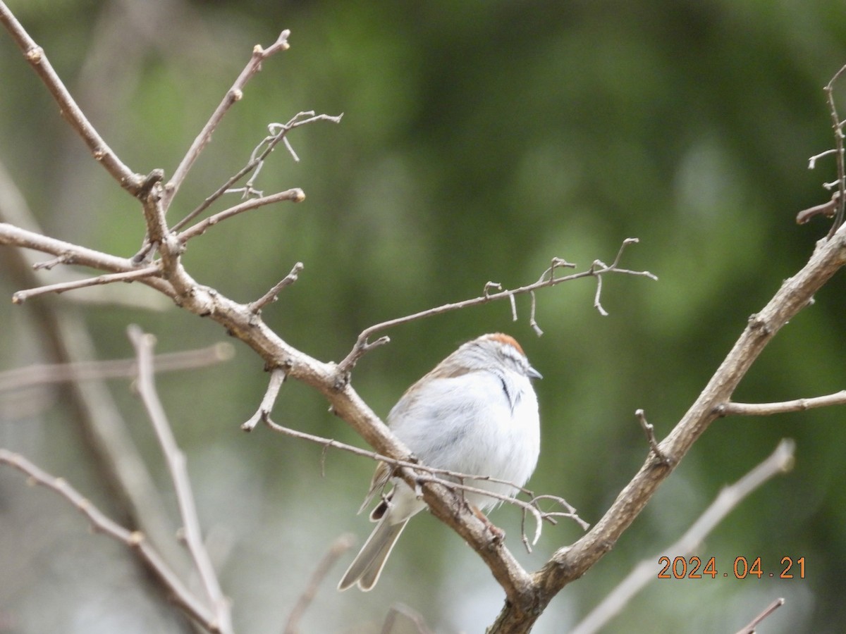 Chipping Sparrow - ML617772115
