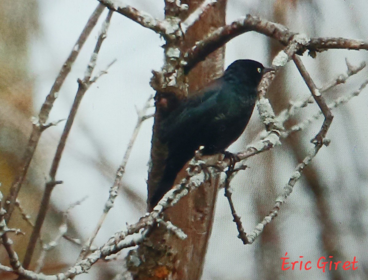 Rusty Blackbird - Éric giret