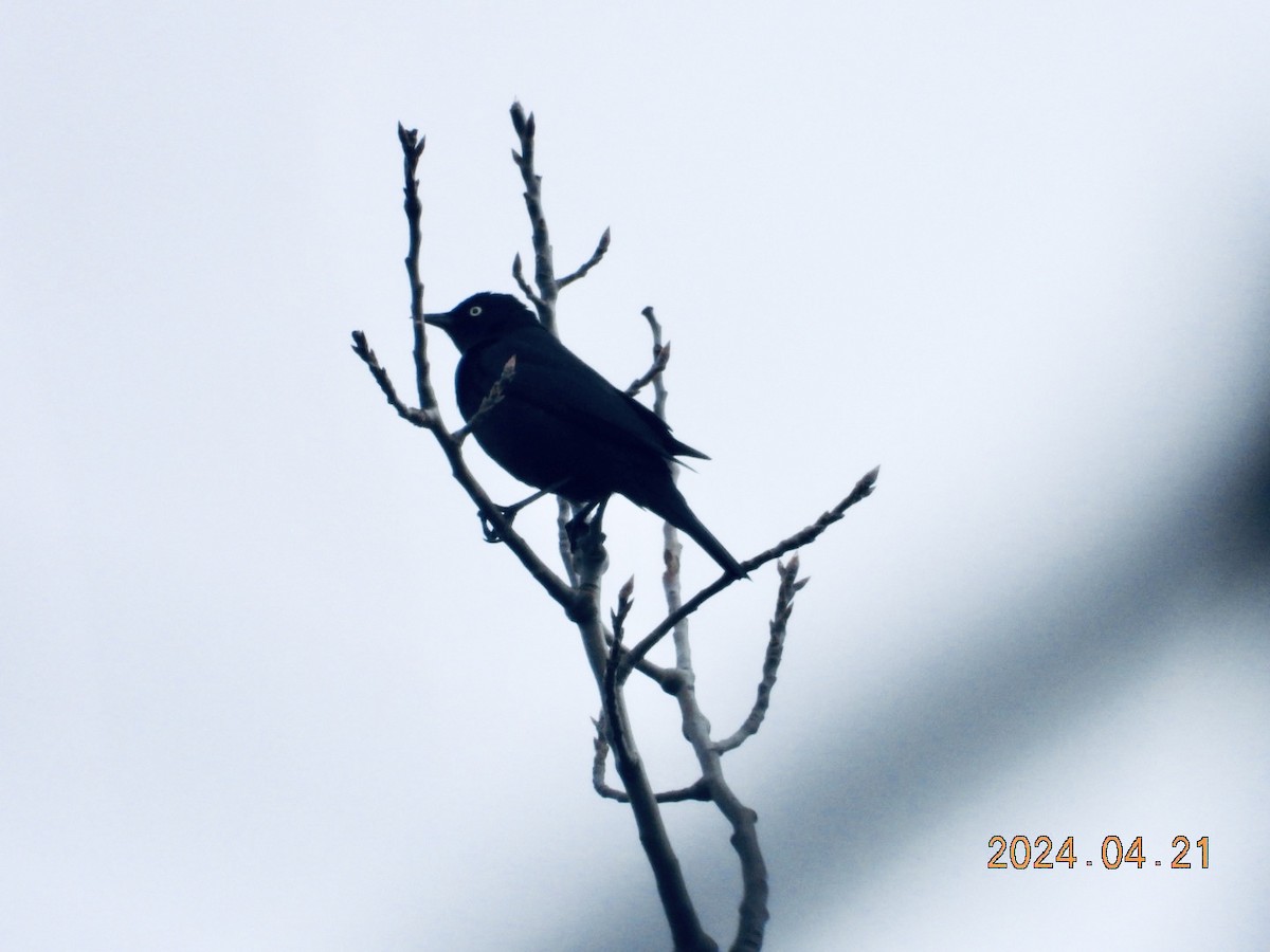 Rusty Blackbird - ML617772125