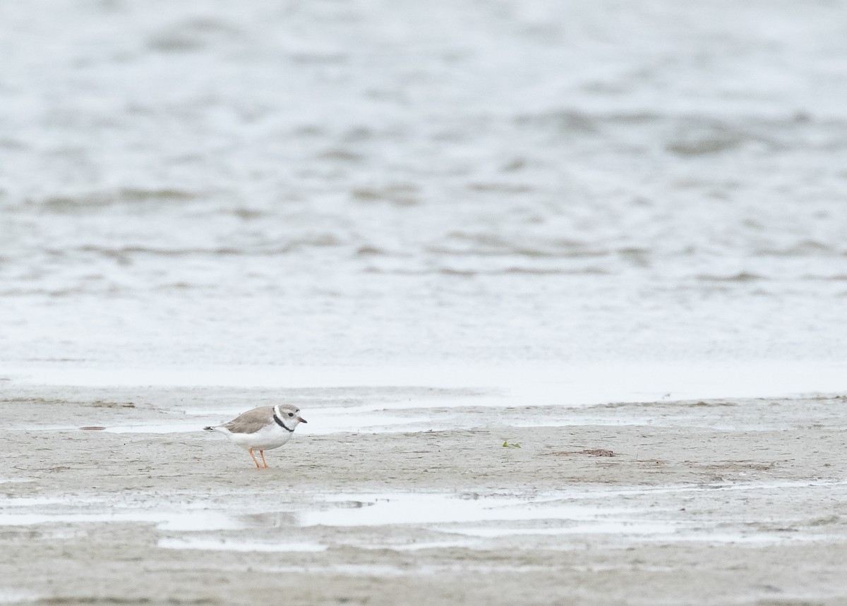 Piping Plover - ML617772127