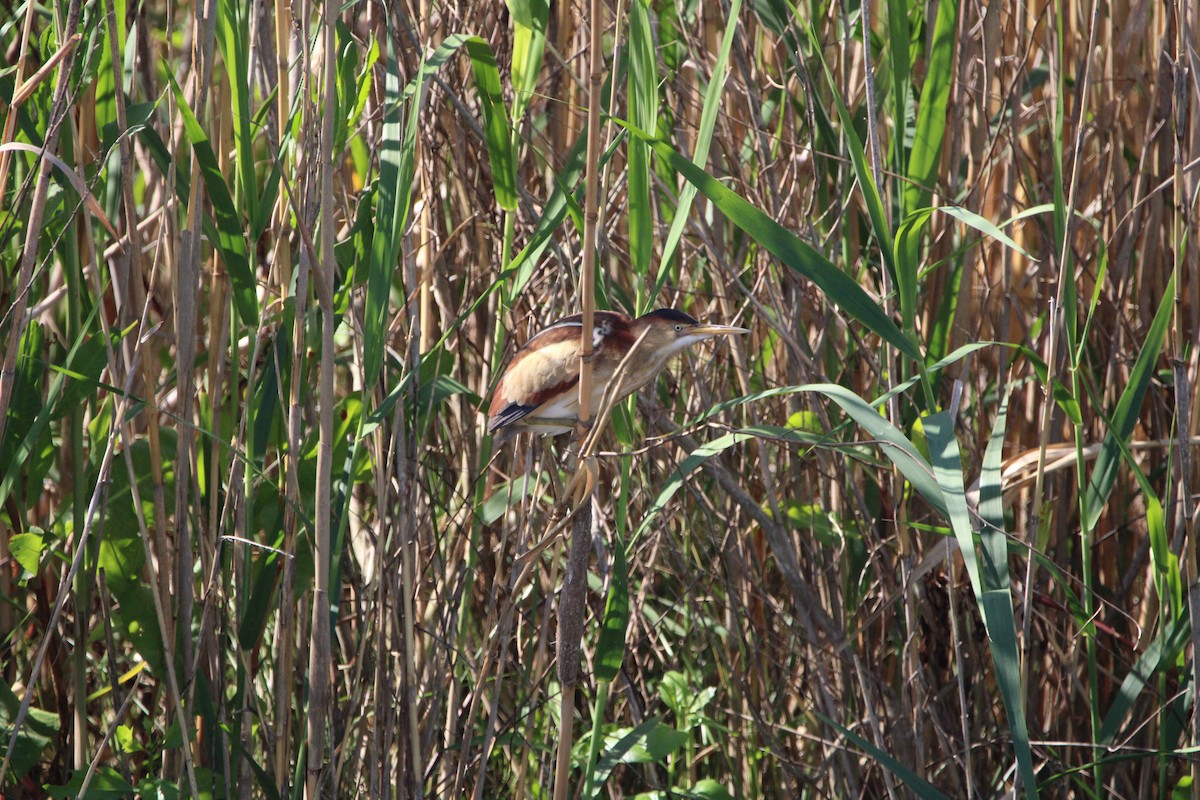 Least Bittern - ML617772129