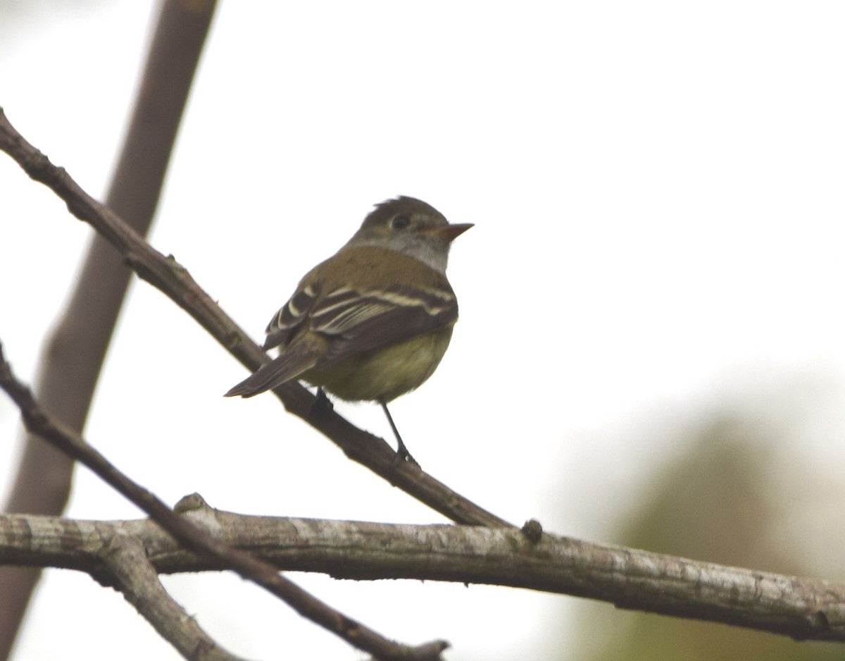 Least Flycatcher - ML617772141