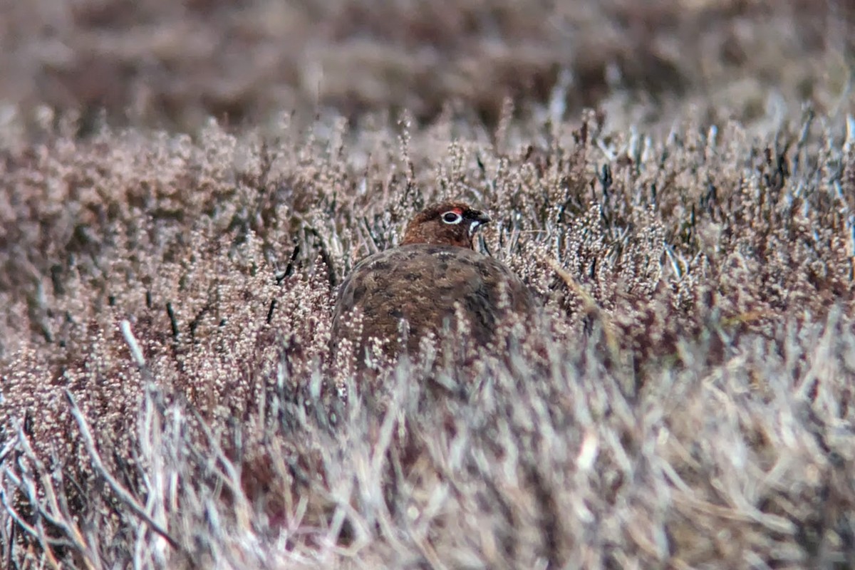 Willow Ptarmigan - ML617772155