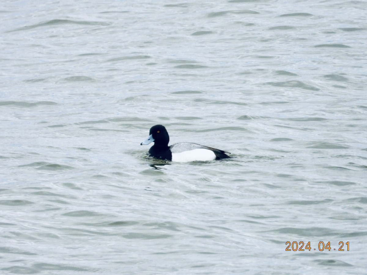 Lesser Scaup - ML617772166