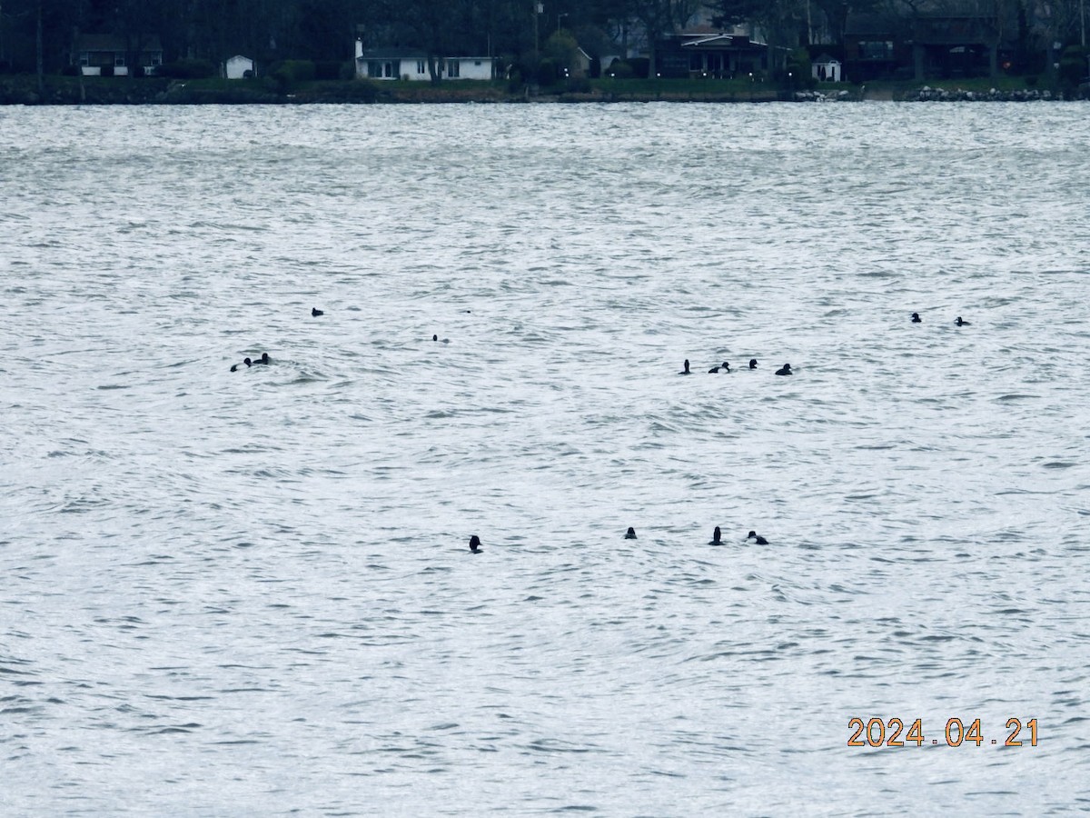 Lesser Scaup - ML617772167