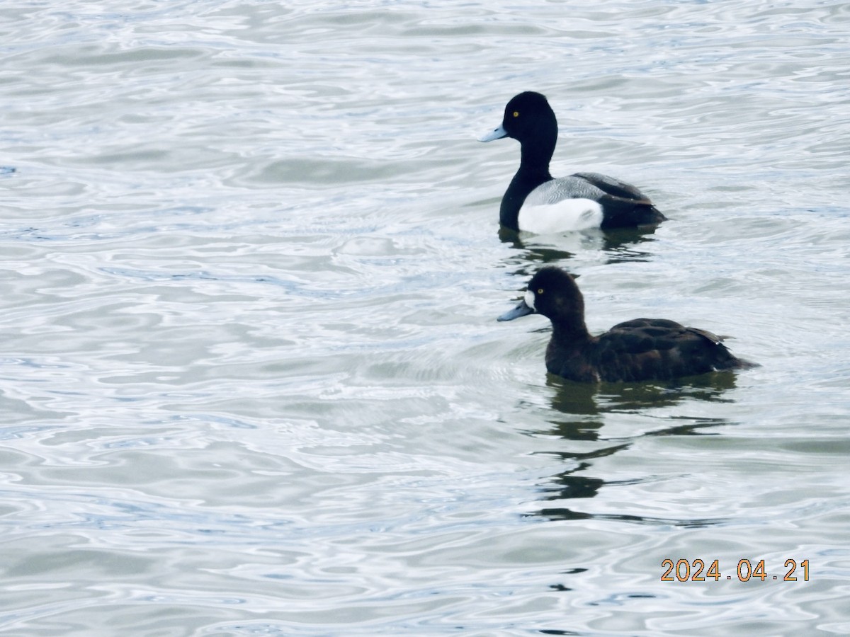 Lesser Scaup - ML617772168