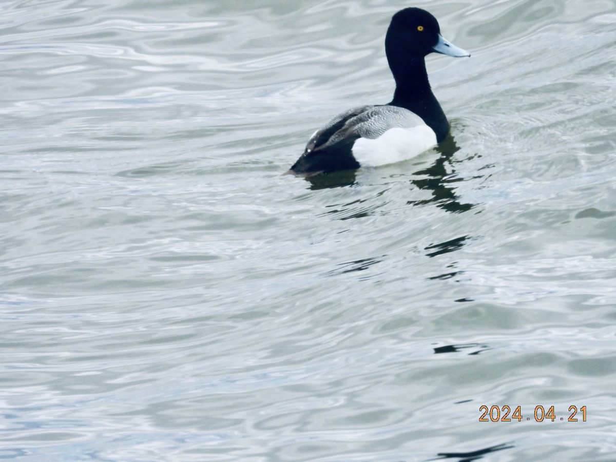 Lesser Scaup - ML617772169