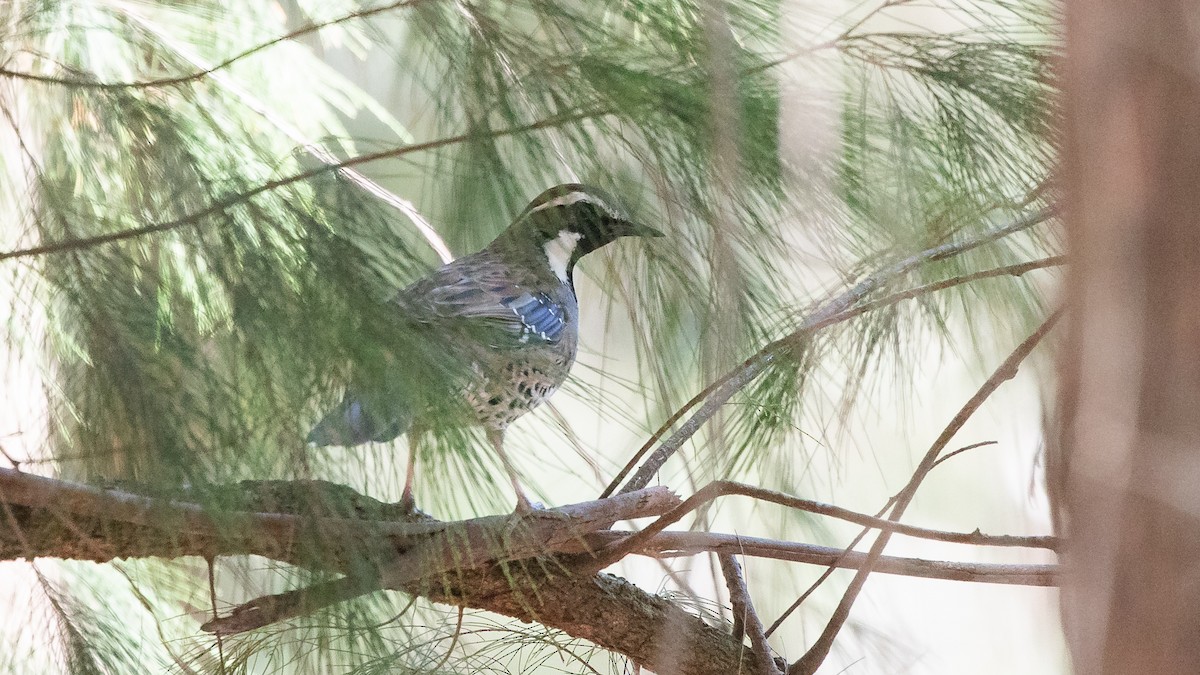 Spotted Quail-thrush - ML617772173