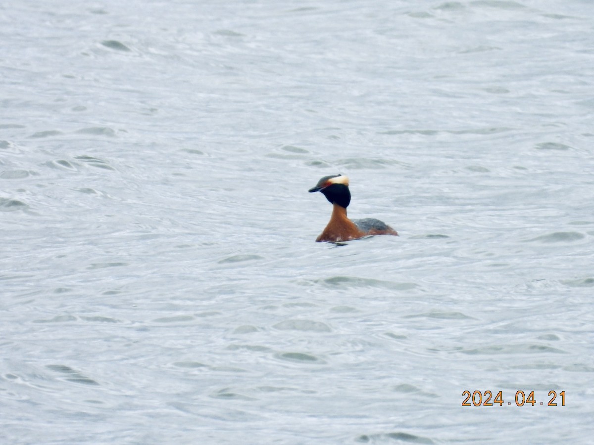 Horned Grebe - ML617772189