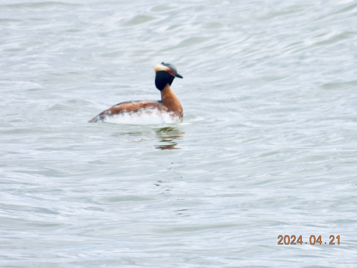 Horned Grebe - ML617772190