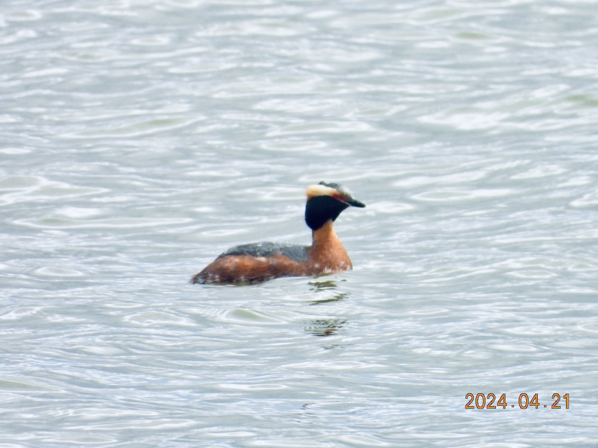 Horned Grebe - ML617772191