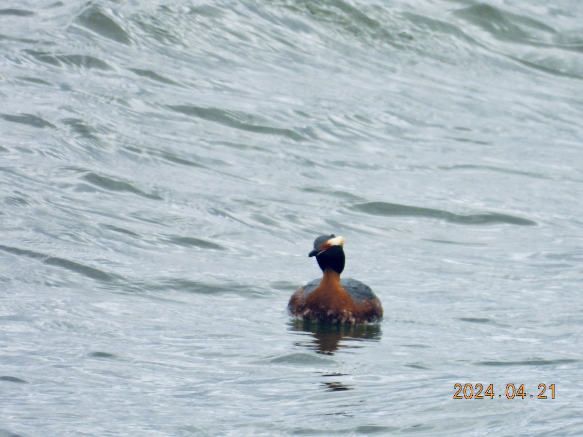 Horned Grebe - ML617772192