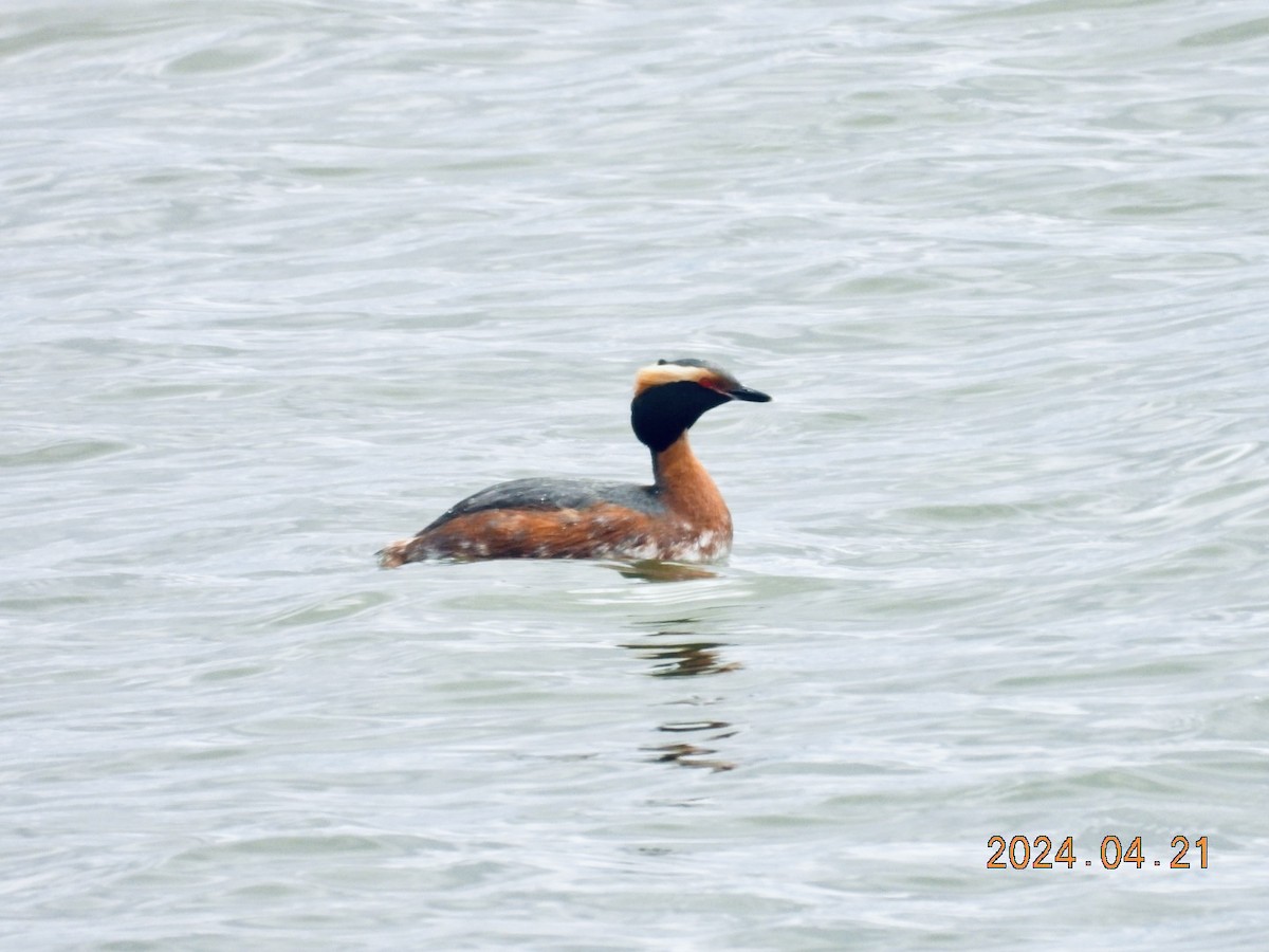 Horned Grebe - ML617772193