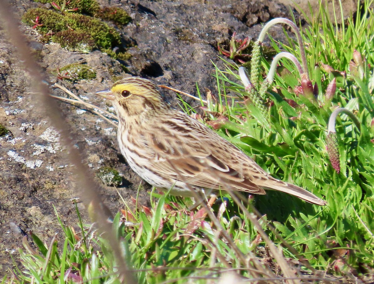 Savannah Sparrow - ML617772198