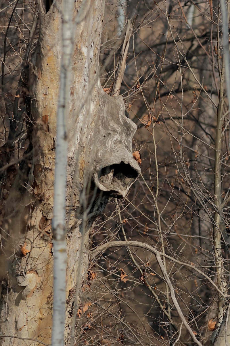 Tawny Owl - Manjusha Savant