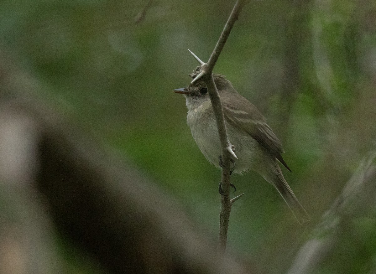 Least Flycatcher - ML617772217