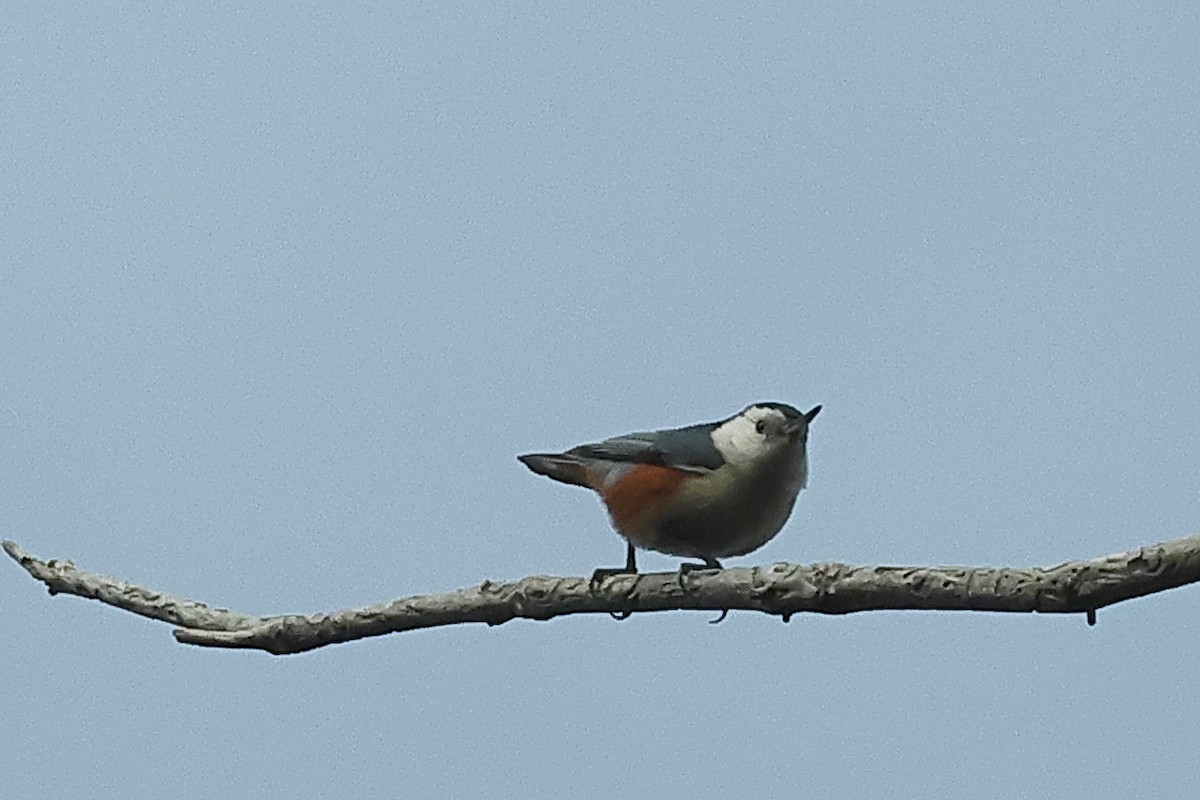 White-cheeked Nuthatch - ML617772229