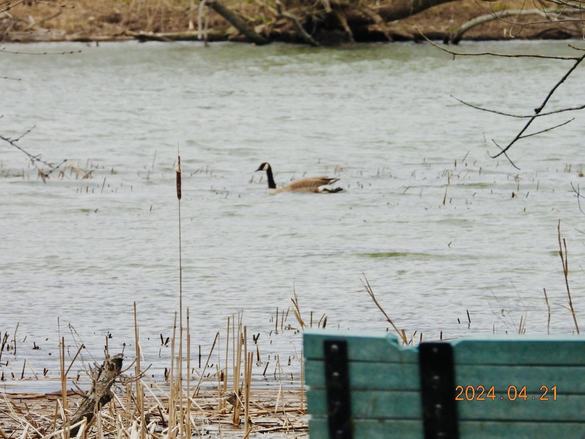 Canada Goose - Lyne Pelletier