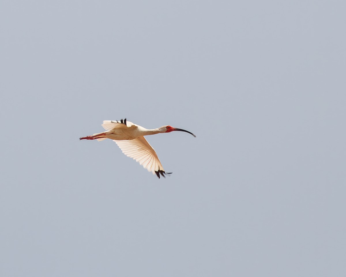 ibis bílý - ML617772237