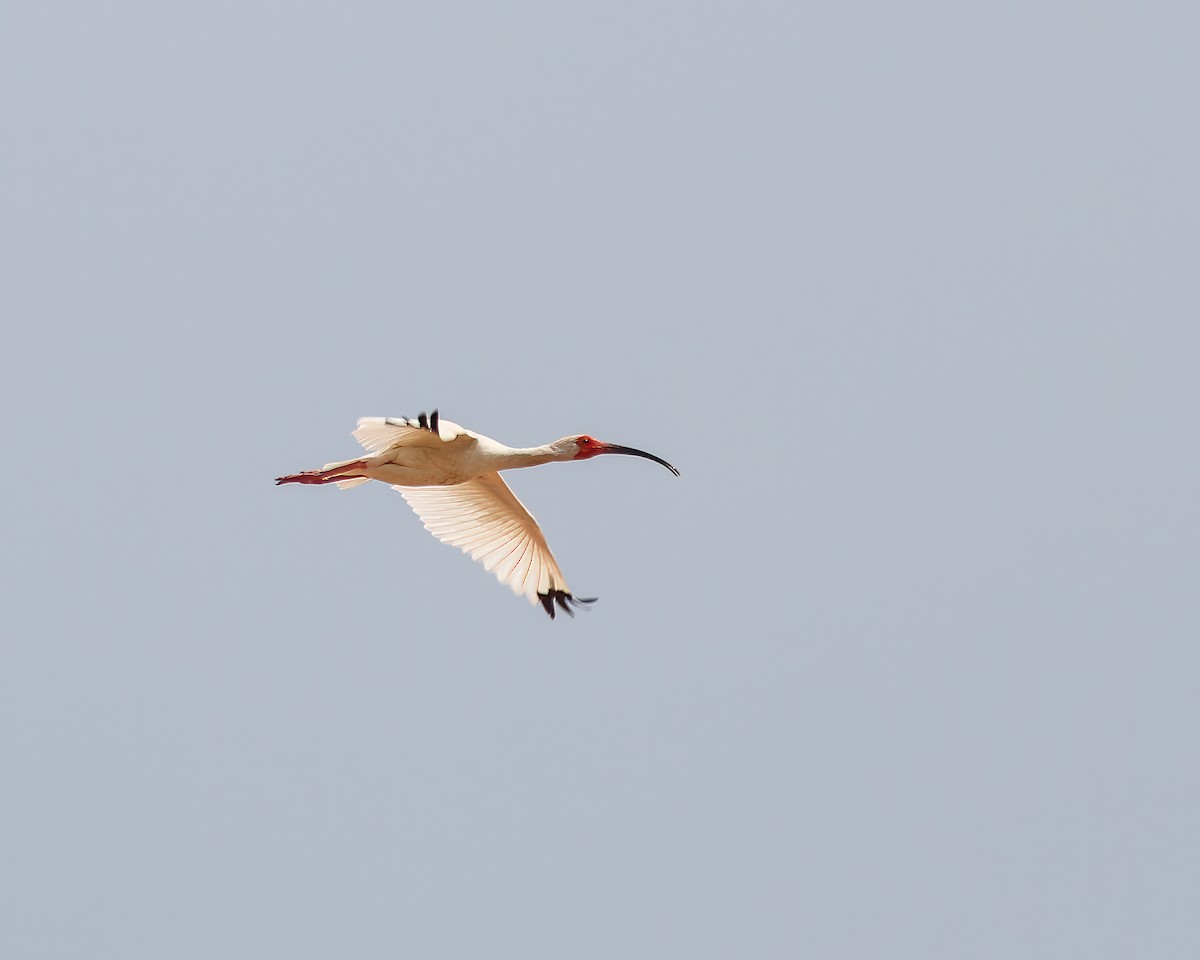 White Ibis - ML617772237