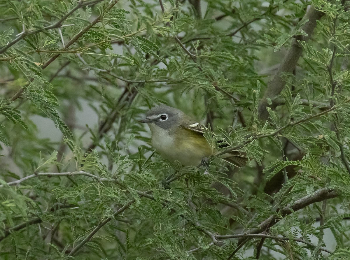 Blue-headed Vireo - Liam Huber