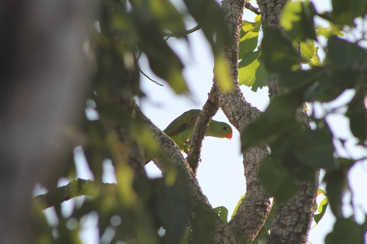 Red-winged Parrot - ML617772250