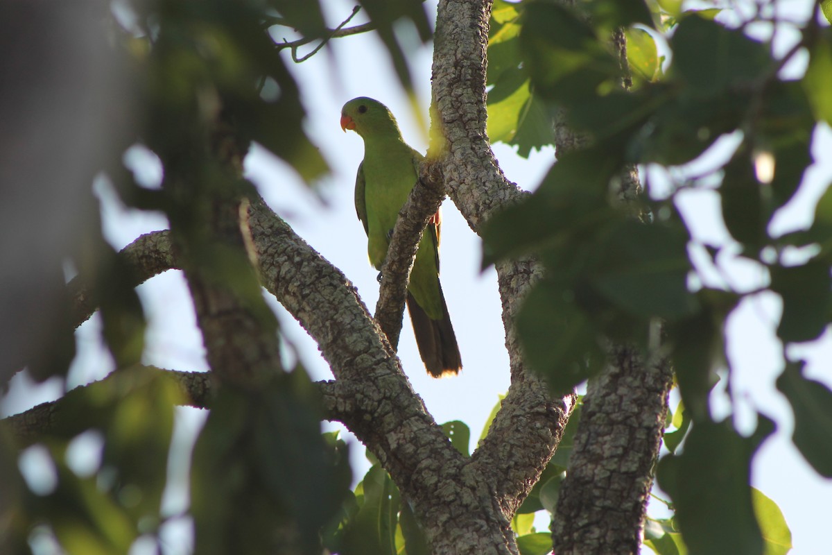 Red-winged Parrot - ML617772252