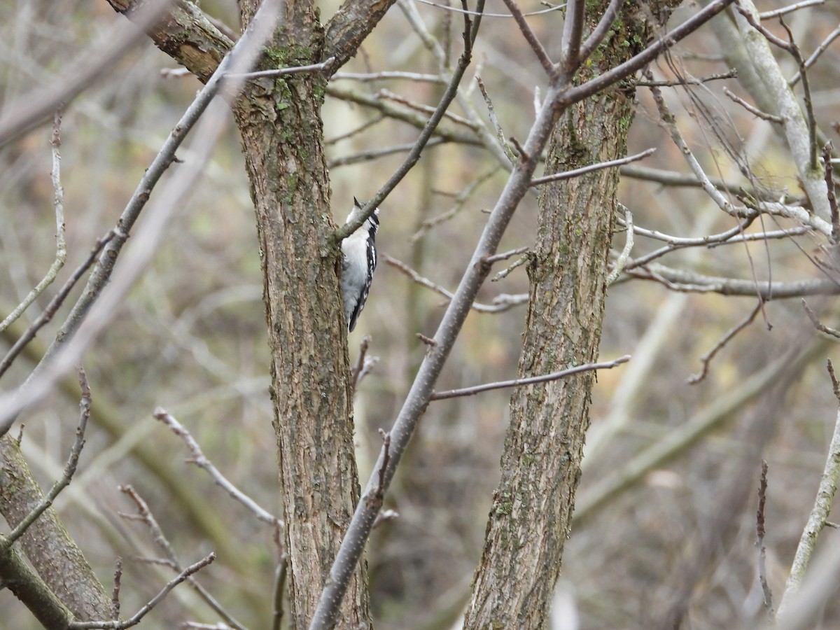 Downy Woodpecker - ML617772334