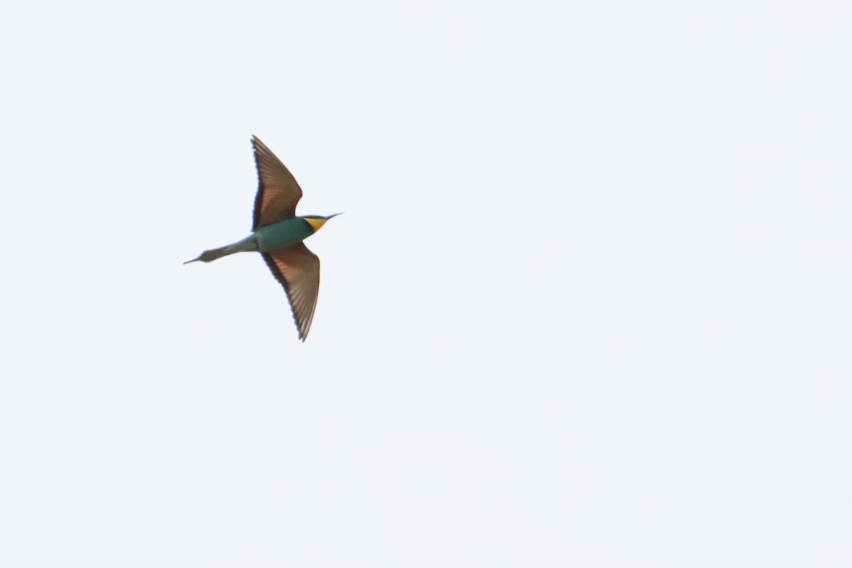 European Bee-eater - ML617772402