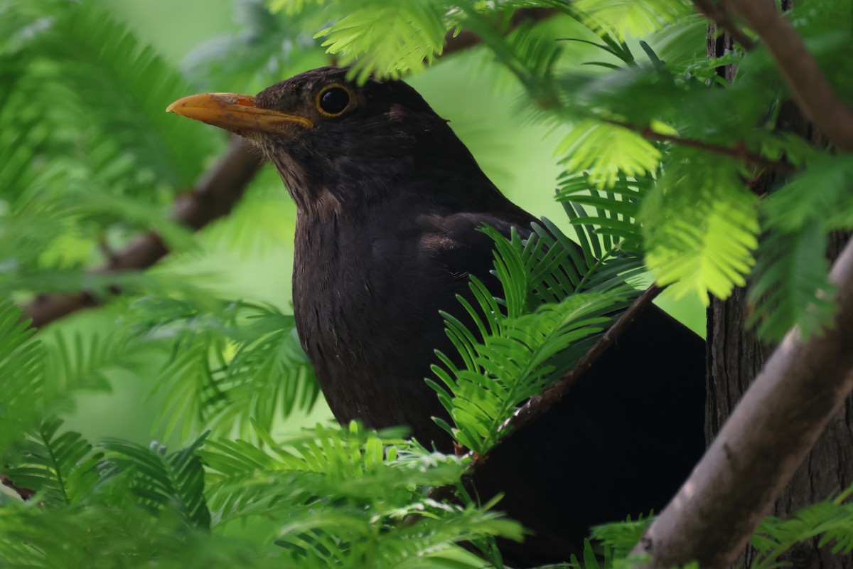 Chinese Blackbird - Ruichen Jin