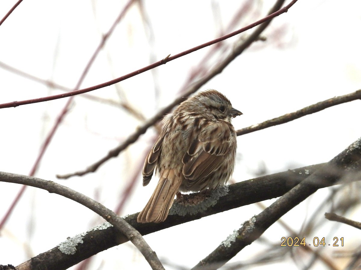 Song Sparrow - Lyne Pelletier