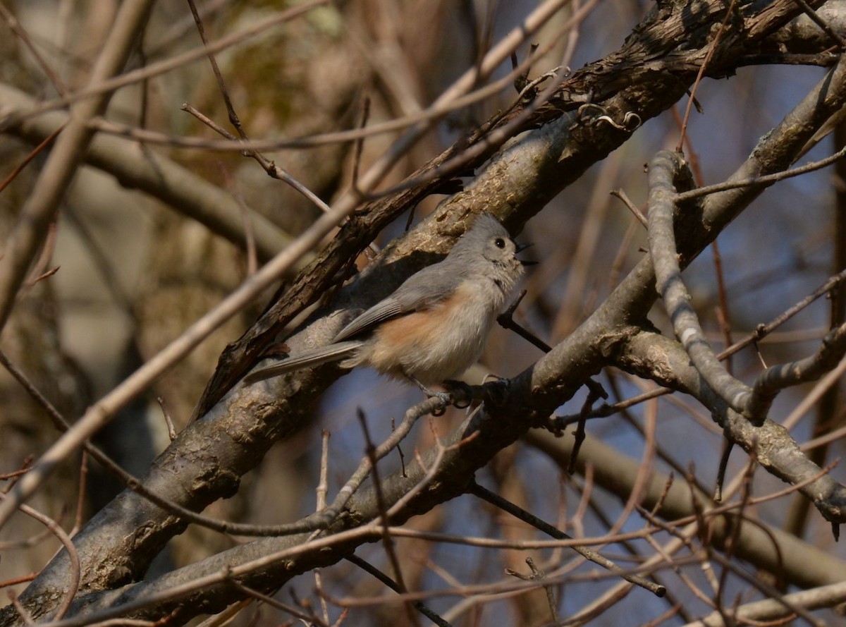 Tufted Titmouse - ML617772529