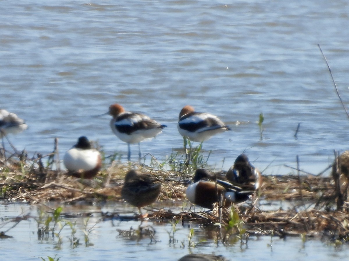 Avocette d'Amérique - ML617772534