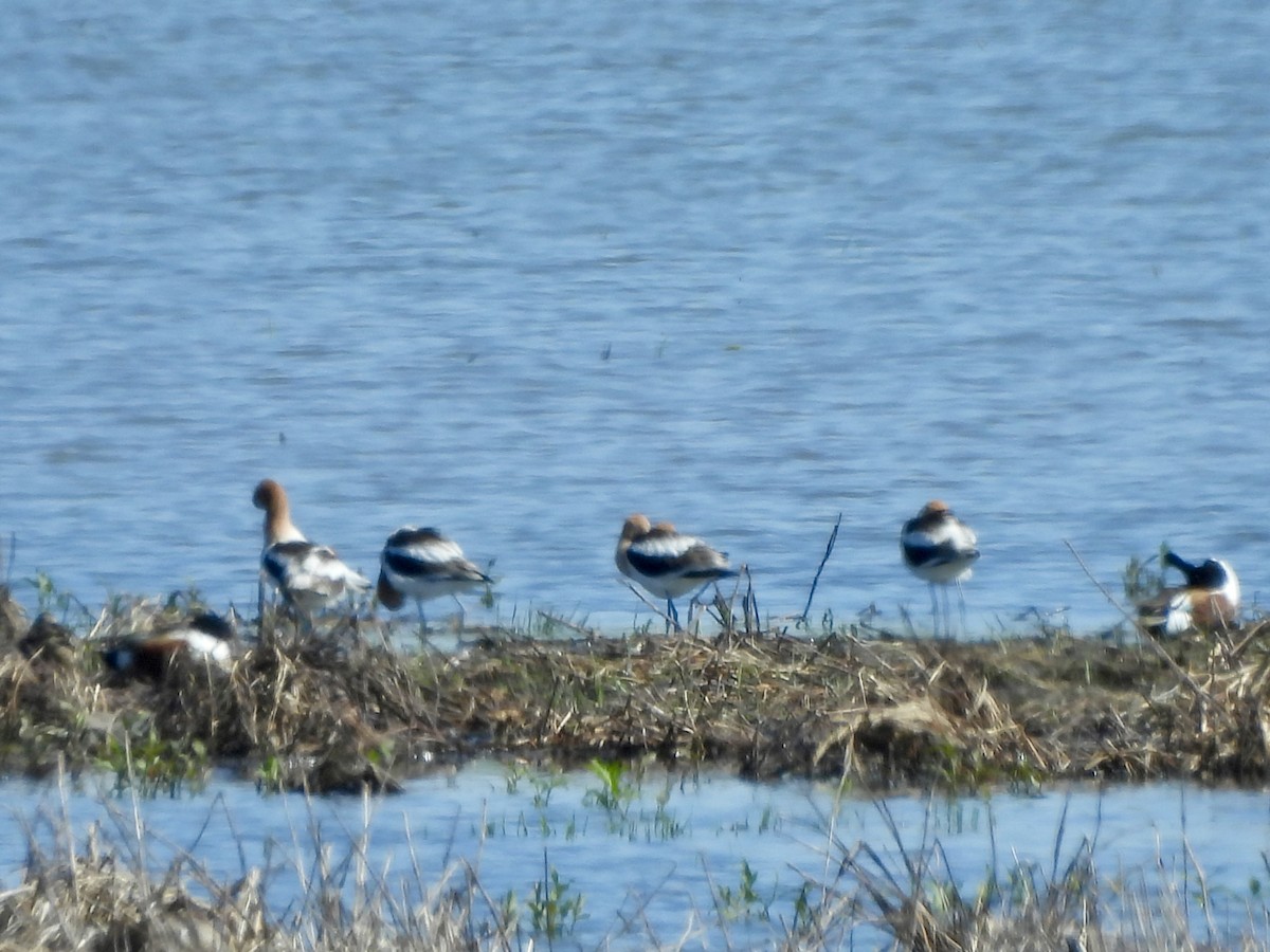 Avocette d'Amérique - ML617772535