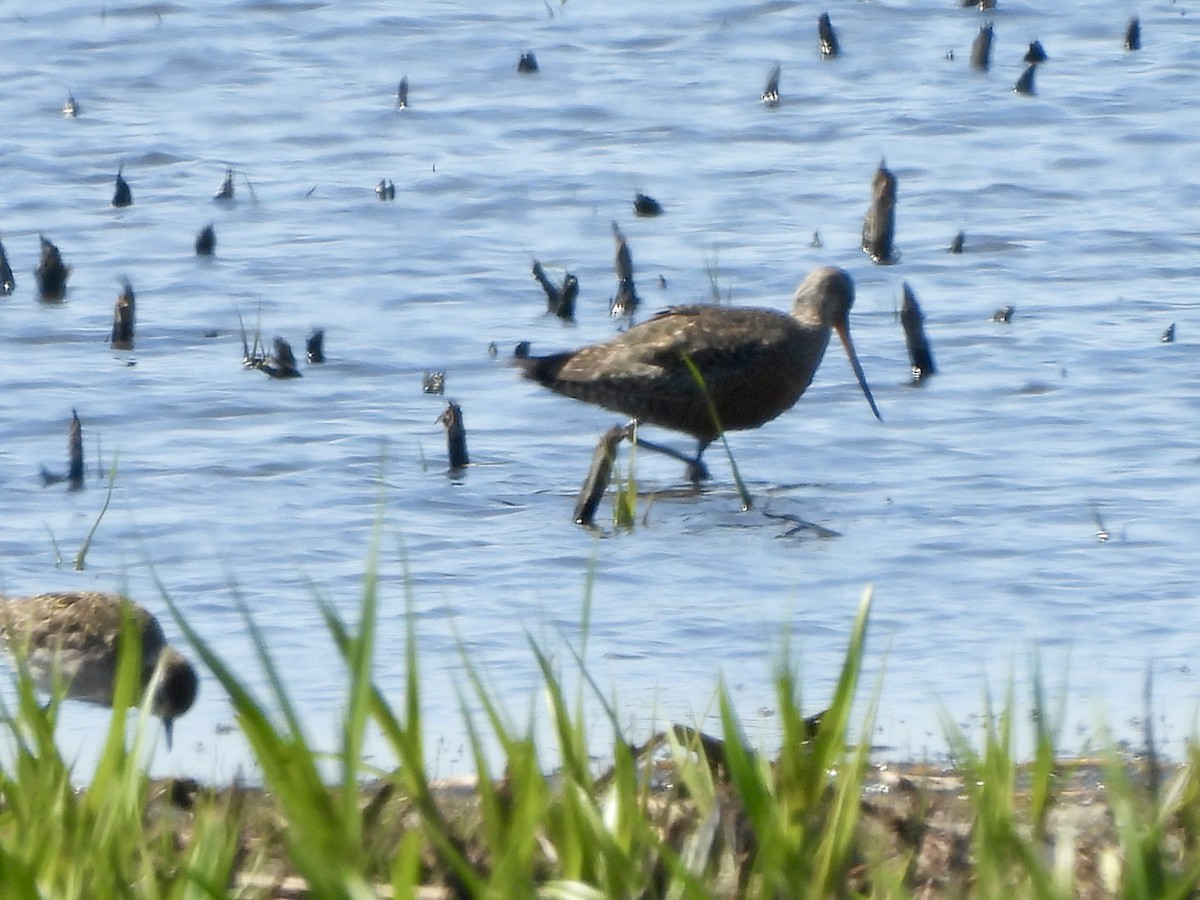 Hudsonian Godwit - ML617772541