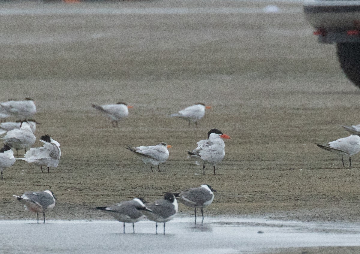 Caspian Tern - ML617772544